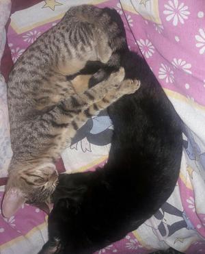 Gatitos en Adopción