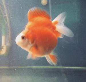 Goldfish