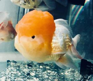 Goldfish Full Cap Cabeza Gigante