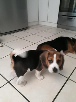 Hermoso Beagle