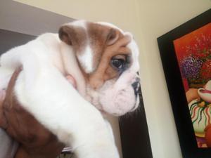 Hermoso Cachorro Bulldog Inglés Macho