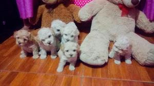 Hermosos Poodle