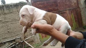 Hermosos cachorros pitbull