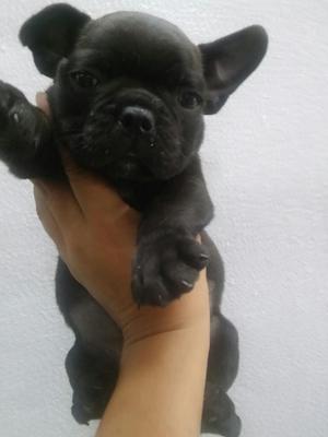 Oferto Bulldog Frances Machito