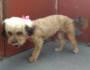 Perrita Shitzu en Adopción