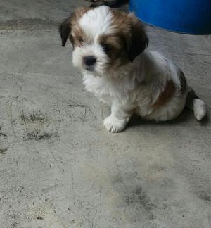 Perrito shih tzu macho