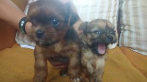 Se Vende Cachoritos