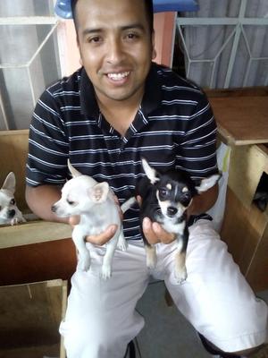 Se Venden Cachorros Chihuhuas Toy Lindos