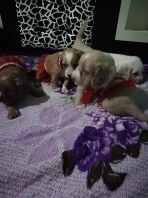 Se Venden Lindos Cachorros Cocker