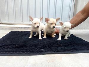 Vendo Cachorritos Chihuahua