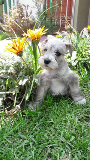 Vendo Cachorros Schnauzer