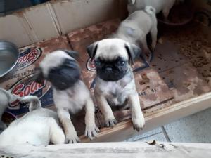 Vendo Cachorros de Pug Carlino