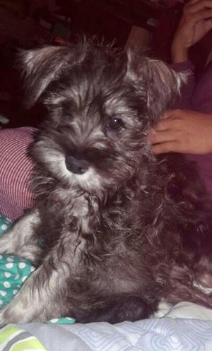 Vendo Lindo Schnauzer de 2 Meses