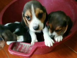 Venta de Cachorros Beagles