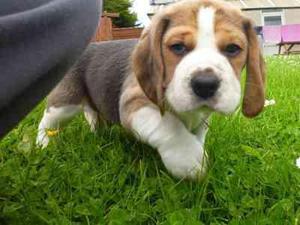 beagle *_*