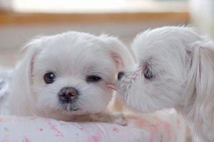 maltes toy mini lindos nieves bellos cachorritos hembrita y