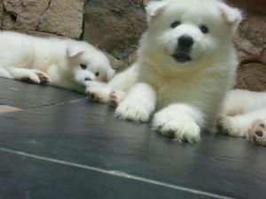 samoyedo*_*