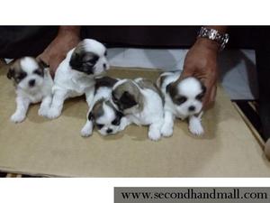 shitzu mini bellos cachorros blancos con marron blancos