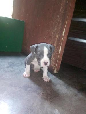 American Bully