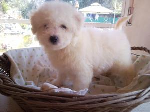 BICHON FRISES VENTA