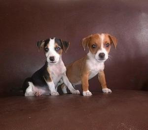 Beagles con Jack Russell