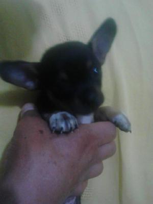 Cachorro Chihuahua en Arequipa