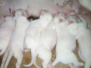 Cachorros Dogos Argentinos