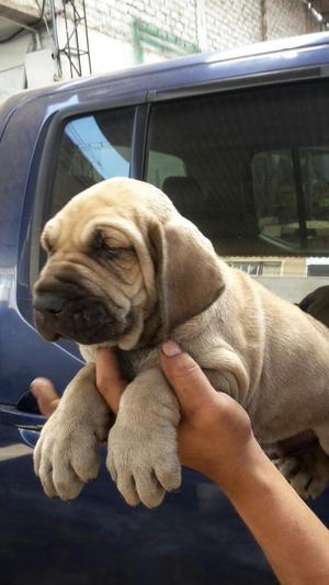 Cachorros Fila Brasileros