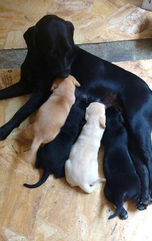 Cachorros Labrador en Venta