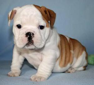 Cachorros bulldog ingles oferta 