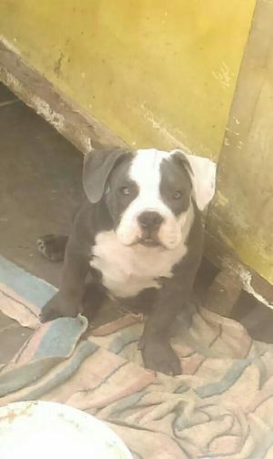 Hembra American Bully