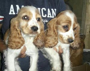 Lindos Cachorros Koker Asolo 300 Soles