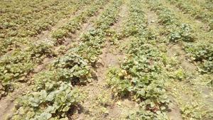 Plantas de Fresas en Oferta en Herbay Al