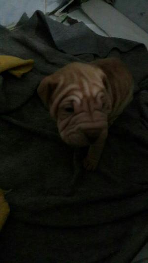 Sharpei Hermosos Cachorros