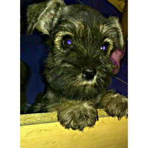 Vendo Cachorro Schnauzer Miniatura