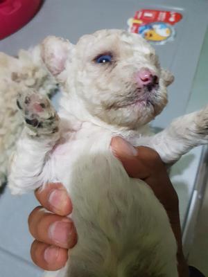 Vendo Cachorros Poodle. Mama Ojos Azules