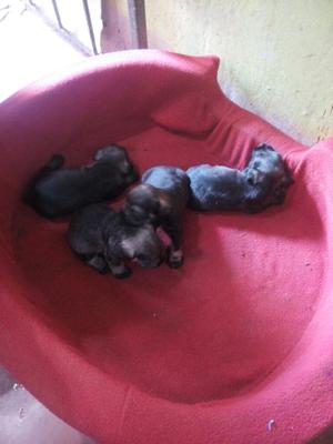 Vendo Perritos Schnauzer 