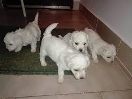 bichon frise hermozos cachorros blancos nieves idela niños