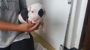 1 mes y 20 dias Pitbull cachorritos