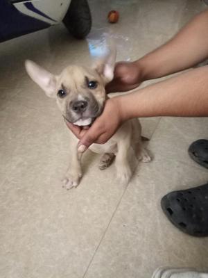 American Bully