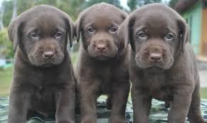 Bellos cachorros Labrador Chocolate