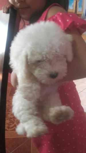 Bichon Frise