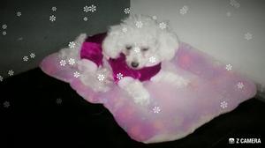 Busco Novio Poodle Mini Toy