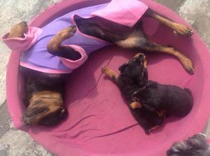 CACHORROS ROTTWEILER