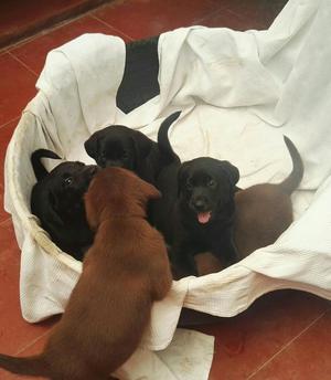 Cachorras Labrador