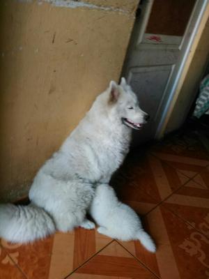 Cachorrita Samoyedo