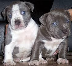 Cachorros Pitbull