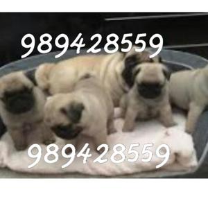 Cachorros Pug Patas Cortas