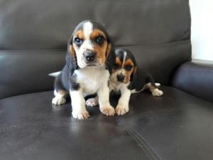 Cachorros beagle en venta