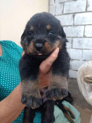 Cachorros rottweiler